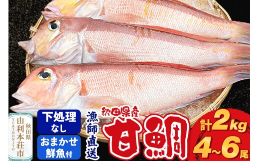 漁師直送 甘鯛（あまだい）2kg＋おまかせ鮮魚 秋田県産【下処理なし】 [天然 高級魚 白身 アマダイ たい 鮮魚 共同漁業 BLUE RISE 秋田県 由利本荘市]