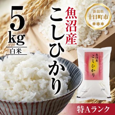 ふるさと納税 十日町市 魚沼産 こしひかり 5kg 精米 新潟県十日町市