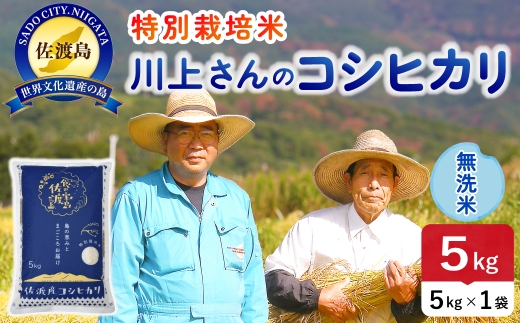 令和8年産 佐渡島産川上さんのコシヒカリ 無洗米5kg 特別栽培米 | 新潟県産コシヒカリ 新潟産コシヒカリ 佐渡産コシヒカリ コシヒカリ 特別栽培米 お米 米 無洗米 むせんまい おこめ コメ 5キロ にいがた さど 新潟県 佐渡市 195962-112302