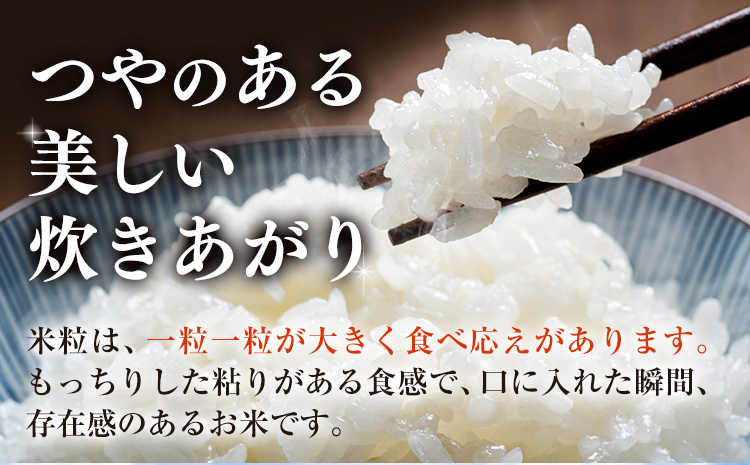 米 白米 こめ 令和6年産 和歌山県産 にじのきらめき 5kg 《60日以内に出荷予定(土日祝除く)》 和歌山県 日高川町 コメ お米 ご飯 ごはん---wfn_wlocal_60d_24_12000