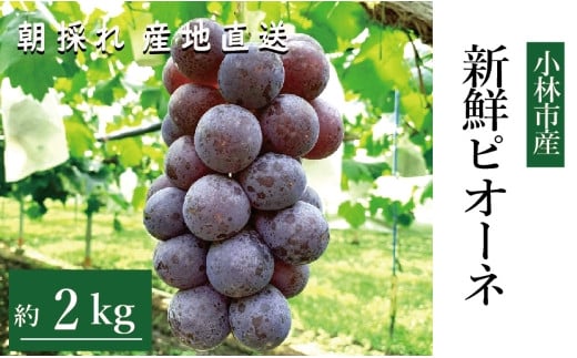【産直もぎたて】新鮮ピオーネ 2kg程度（国産 ブドウ ぶどう 果物 くだもの フルーツ 贈答用 プレゼント 限定）