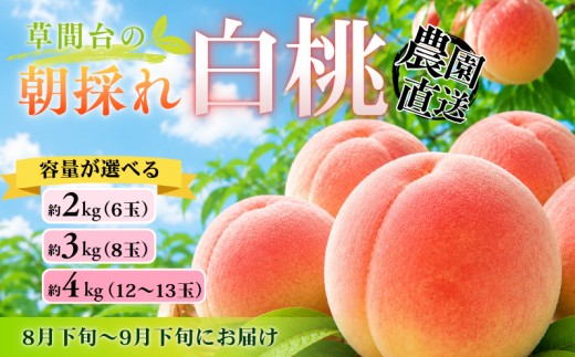 
                  サイズを選べる！草間台の朝採れ白桃 【先行予約 2026年7月下旬から発送】
                