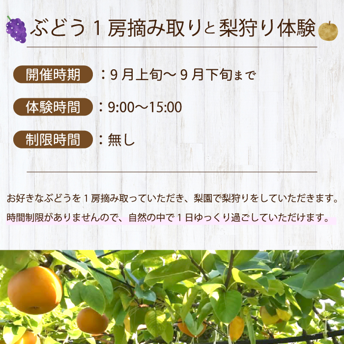 【白龍湖観光農園】《土日祝限定》時間制限なし！ぶどう1房摘み取りと梨狩り体験チケット おとな2名 果物 くだもの フルーツ 202005