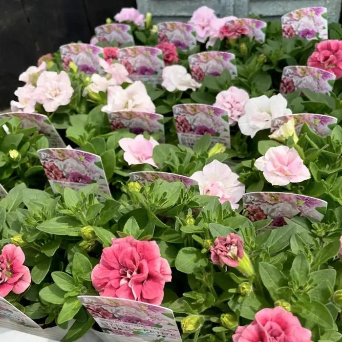 【季節の寄植えリース】ウォームセレクト＊花工房すなが＊ No.147