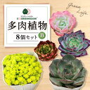 【ふるさと納税】オリジナル鉢付き！かわいい売れ筋多肉植物お届けセットB / 観葉植物 多肉 多肉植物 インテリア / エコグリーンヒガシ / 大村市[ACAL005]