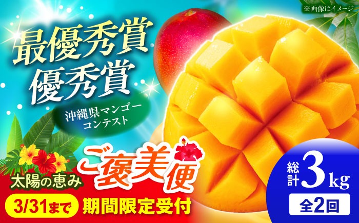 【全2回】太陽の恵み マンゴーご褒美便 (総計3kg) マンゴー 2026 沖縄 果物 フルーツ ギフト 沖縄市 / 仲村農園[BCZZ052]