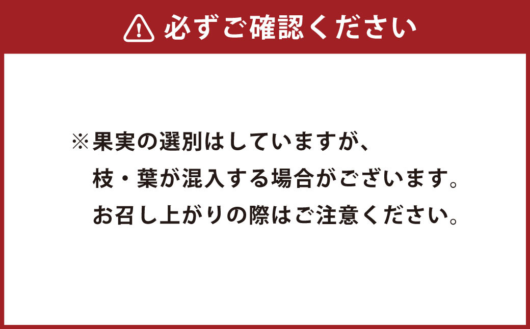 大分県久住高原産 『手摘みブルーベリー』 冷凍ブルーベリー