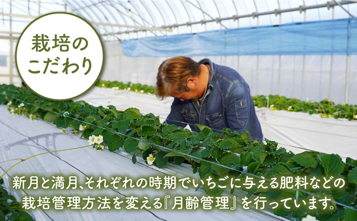 【先行予約】【農家直送】【化粧箱入り】赤白いちご「いちごさん」＆「パールホワイト」 約330g以上【かわさきいちご】イチゴ [IBG001]