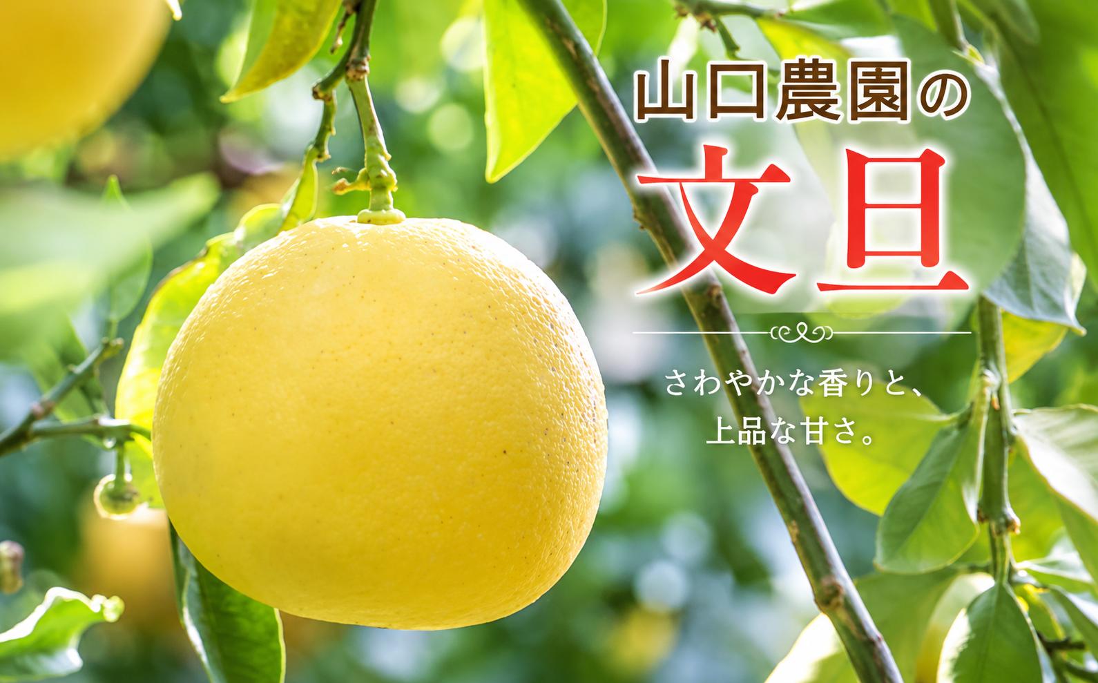 
                  先行予約 文旦 9㎏ ＋傷み保障約500g ぶんたん みかん 蜜柑 果物 柑橘 フルーツ ミカン 産地直送 国産 農家直送 期間限定 数量限定 特産品 ジャム 柑橘 手作り お菓子 旬の果物 ジュース ゼリー ビタミン 美容 健康 愛媛県 愛南町 山口農園 
                
