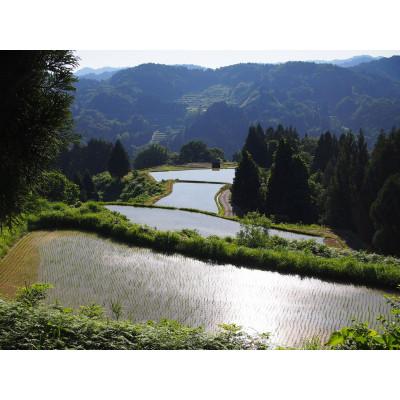 ふるさと納税 上越市 雪むろ棚田米コシヒカリ 5kg 精米 |  | 02