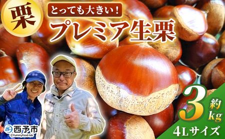 ＜とっても大きい！プレミア生栗 4Lサイズ（約3kg）＞甘い 栗 マロン 和栗 栗ごはん モンブラン 栗きんとん 甘露煮 スイーツ ケーキ 洋菓子 和菓子 お菓子 秋 味覚 産地直送 城川ファクトリー 愛媛県 西予市【冷蔵】『9月中旬から10月上旬迄に順次発送予定』SSF0042
