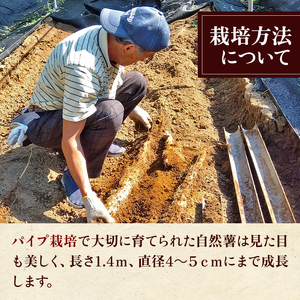 自然薯 1.15 kg 1 本  千葉県産 |  パイプ 栽培 マルショー農園 じねんじょ 君津市 きみつ 千葉県