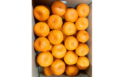 紀州和歌山有田産ポンカン　5kg　※2027年1月下旬頃?2027年2月上旬頃に順次発送予定 (お届け日指定不可) /みかん 蜜柑 フルーツ 果物 くだもの 【uot722】