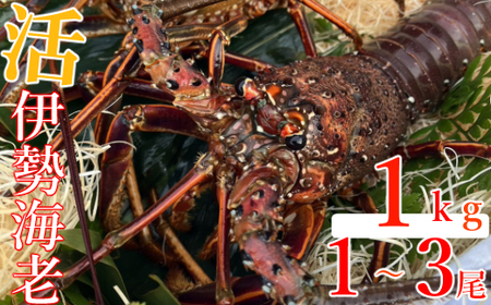 室戸市産活伊勢海老　１ｋｇ　レシピ、軍手付き 伊勢エビ 伊勢えび イセエビ えび 海老