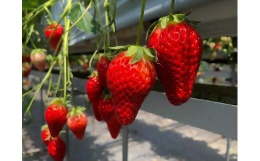 多気町産いちご　訳あり　章姫　１kg（250ｇ×4）　ワケアリ　訳アリ　イチゴ　苺　紅ほっぺ　きらぴ香　不揃い　HGY-01