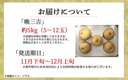 【期間限定】令和8年産 希少梨 晩三吉 5kg（5～12玉） 倉吉産 福井果樹園 梨 ブランド梨 冬梨 希少品種 果物 フルーツ 先行予約 和梨 数量限定