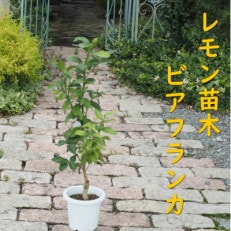 レモンの木苗木(品種:ビアフランカ/トゲ無し)3年生苗