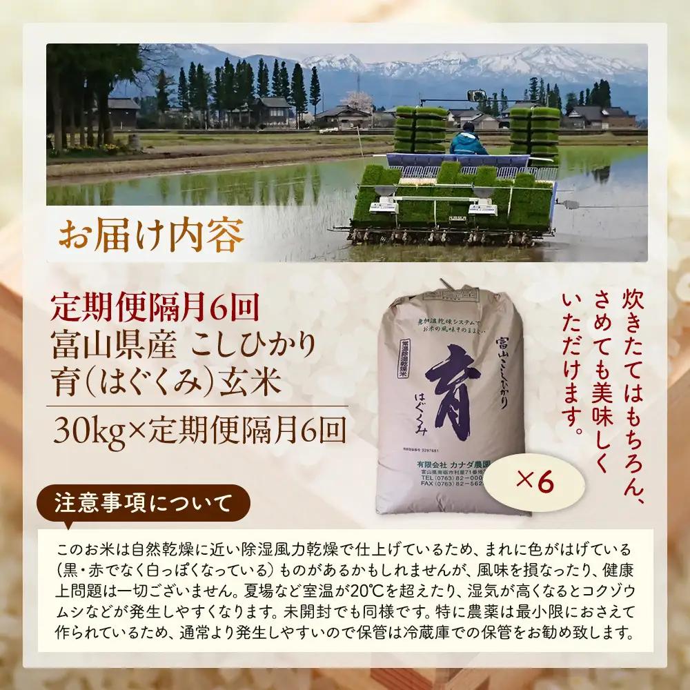 【令和8年産】定期便・隔月６回  富山県産こしひかり 育（はぐくみ）玄米３０kg《南砺の逸品》