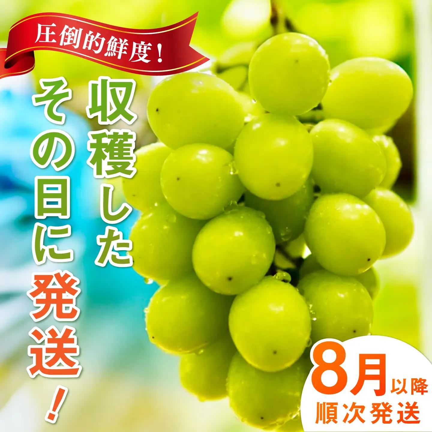 【2026年発送 先行予約】シャインマスカット 1kg / 佐賀県 / リフルット株式会社 [41ABAA011]