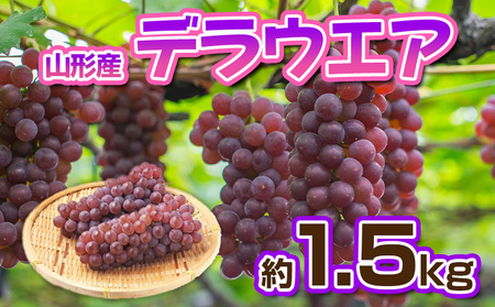 デラウエア 秀品 約1.5kg(5～10房)【令和7年産先行予約】FS23-881 くだもの 果物 フルーツ 山形 山形県 山形市 2025年産