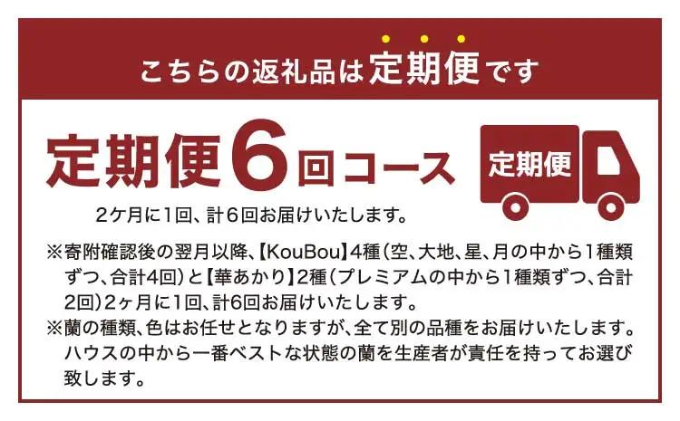 定期便 胡蝶蘭 熊本県産 ミディ 2本立ち×6回  【定期便6回】ミディ胡蝶蘭〈KouBou・華あかり〉 2本立ち