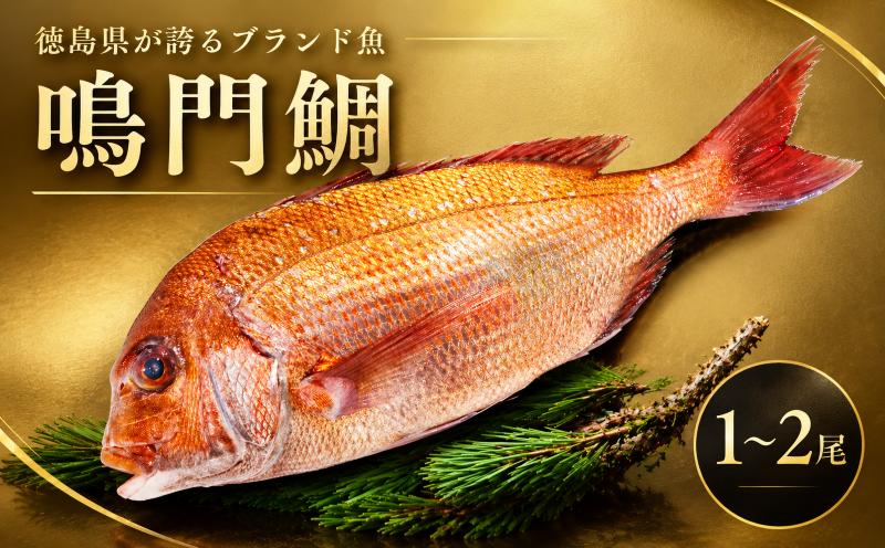 
                  鳴門鯛 1尾～2尾 鯛 サイズ 1kg 刺身 タイ 天然 鳴門 鯛 下処理 対応 塩焼き 鯛めし 祝い鯛 おせち 正月 しゃぶしゃぶ 鯛しゃぶ 鍋 年末年始 徳島 魚 市場
                
