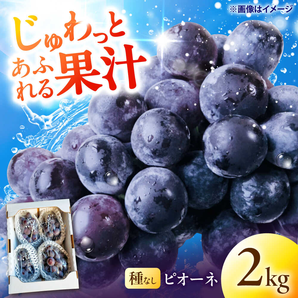 【ふるさと納税】種無しピオーネ2kg／ぶどう 種なし フルーツ くだもの 内子町【フルーツファームやまおか】[BKCO001] 16000 16000円