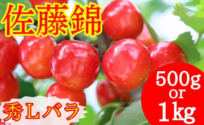 
                  さくらんぼ 佐藤錦 秀品 L 選べる 500ｇ・ 1kg 【2026年6月下旬頃発送】 山形県 朝日町産 農産物 フルーツ 山形産 バラ詰め サクランボ 高級 果物 初夏
                