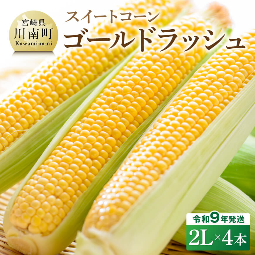 【令和9年産】スイートコーン「ゴールドラッシュ」2L×4本　とうもろこし スイートコーン [B09102]