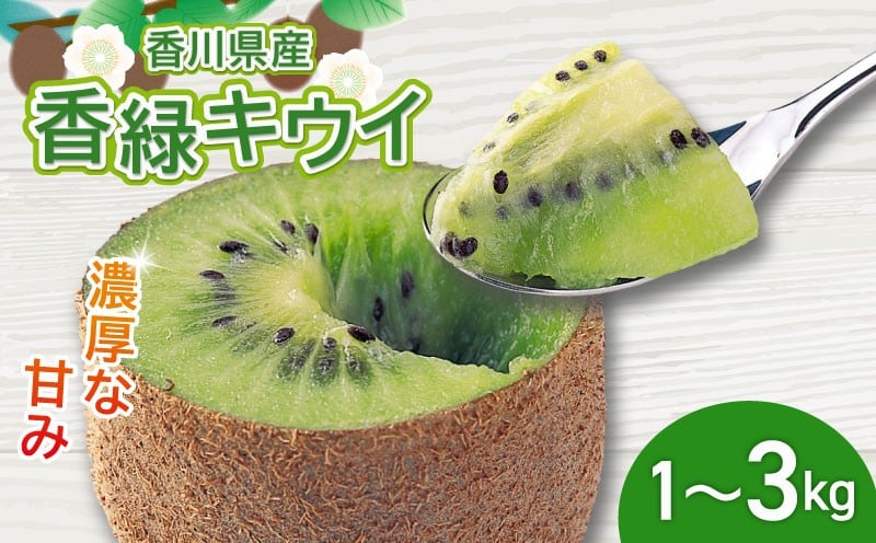 
            濃厚な甘み！ 香緑キウイ 約1kg 約1.4kg 約2kg 約3kg 香川県産 香緑 キウイ キウイフルーツ 果物 ふるさと納税キウイ 香川県 丸亀市
          