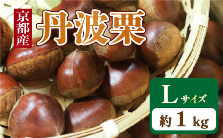 【京都の秋の味覚 丹波栗】 Lサイズ 1kg  丹波栗