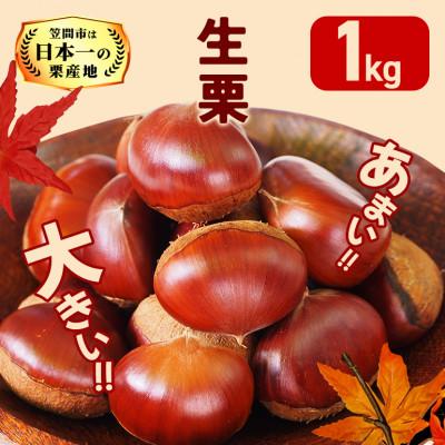 ふるさと納税 笠間市 【2026年 秋 出荷】カサマロンの生栗 1kg×1袋　笠間市