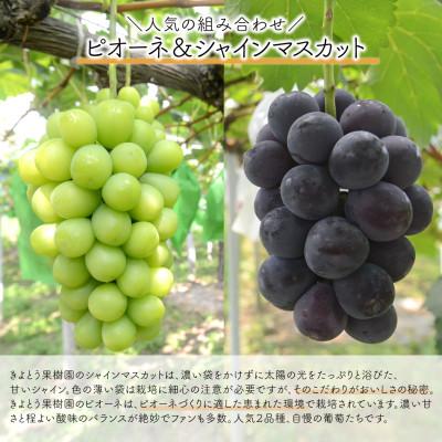 ふるさと納税 津山市 【発送月固定定期便】【2026年先行予約】桃とピオーネ&シャインマスカット贅沢2回便(岡山産)全2回 |  | 03