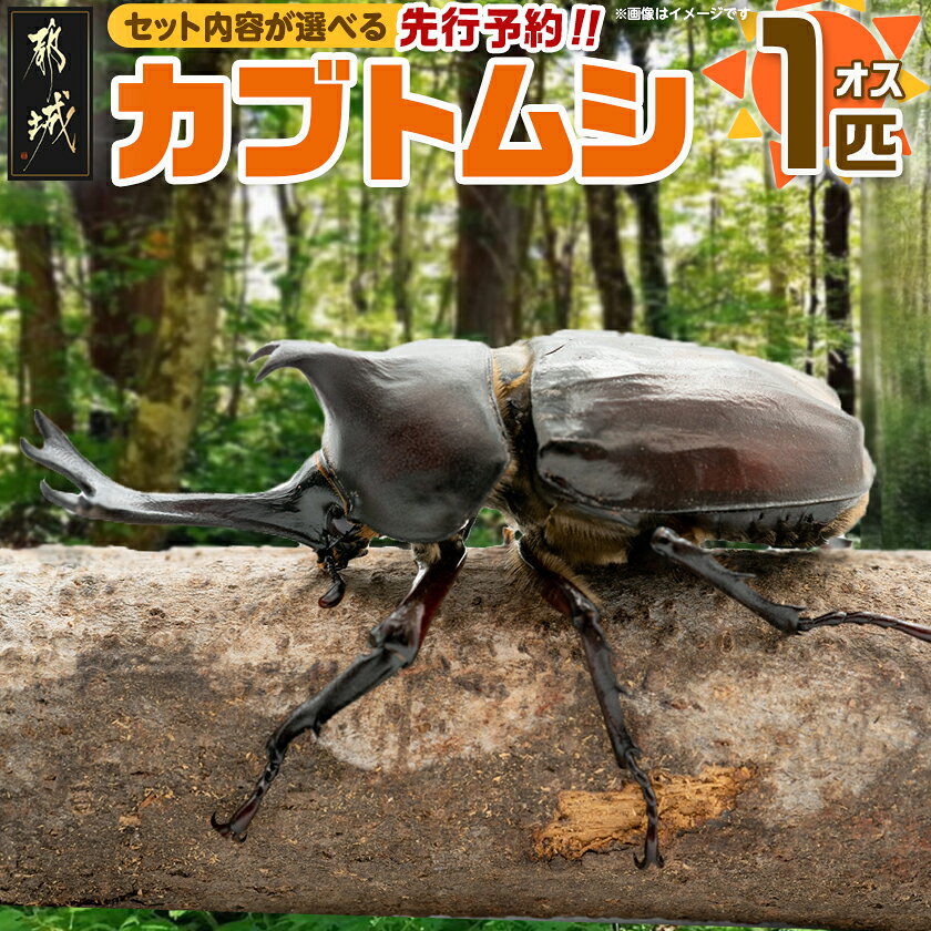 【ふるさと納税】【先行予約☆2027年6月以降お届け】【単体or飼育セット付きが選べる！】国産カブトムシ(オス)1匹 - 国産カブトムシ 生体 オス 1匹 単体/飼育セット付き 飼育ケース のぼり木 ゼリー付 マット1袋 先行受付 送料無料 SKU-3332 【宮崎県都城市】