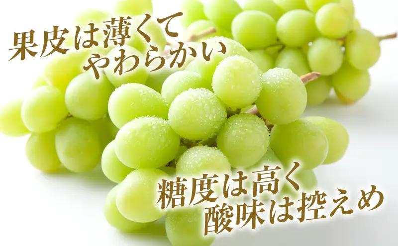 シャインマスカット 約4kg ぶどう 葡萄 フルーツ 岡山 高梁市産 2026年 先行予約 果物類 芳醇な香り 種なし 皮ごと 