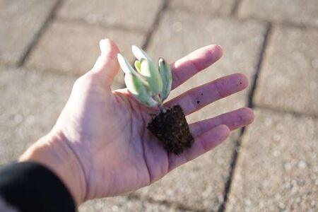多肉植物 おまかせアソート 48苗セット_FC05