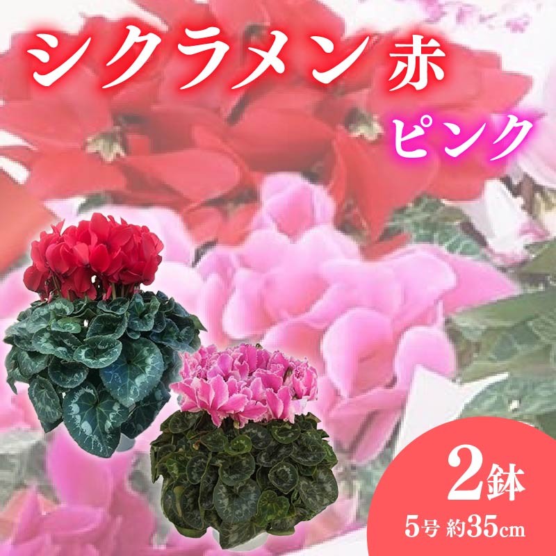 
            【先行予約】 花 シクラメン 鉢植え 5号 2鉢 2色 セット 冬 季節 ガーデン ガーデニング 庭 贈答 プレゼント ギフト 植物 2025年12月初旬より発送開始 オンライン決済限定 [4565637]
          