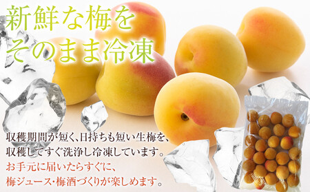冷凍 紀州南高梅 完熟梅   約2kg   L～4Lサイズ混合 ご家庭用
