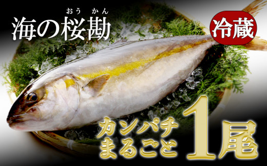C3-0102／垂水カンパチ『海の桜勘』　まるごと１尾（内臓処理なし）