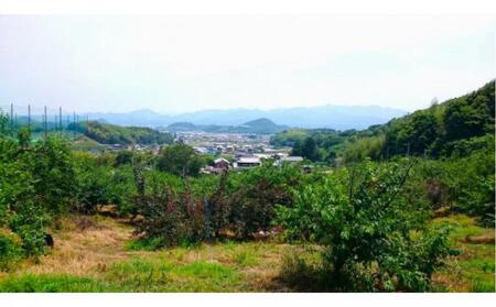 【先行予約】大玉で濃厚な讃岐もも 約3kg 9月出荷 品種おまかせ 【国産もも 桃 白桃 白鳳 あかつき 清水白桃 なつおとめ 川中島白桃 まどか 黄金桃 西大母 飯田桃園 さぬき市】