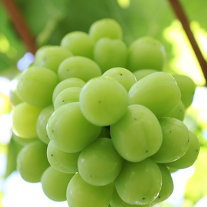 【大人気】長野県産・シャインマスカット（約2kg)秀品＜9月上旬から順次発送予定＞