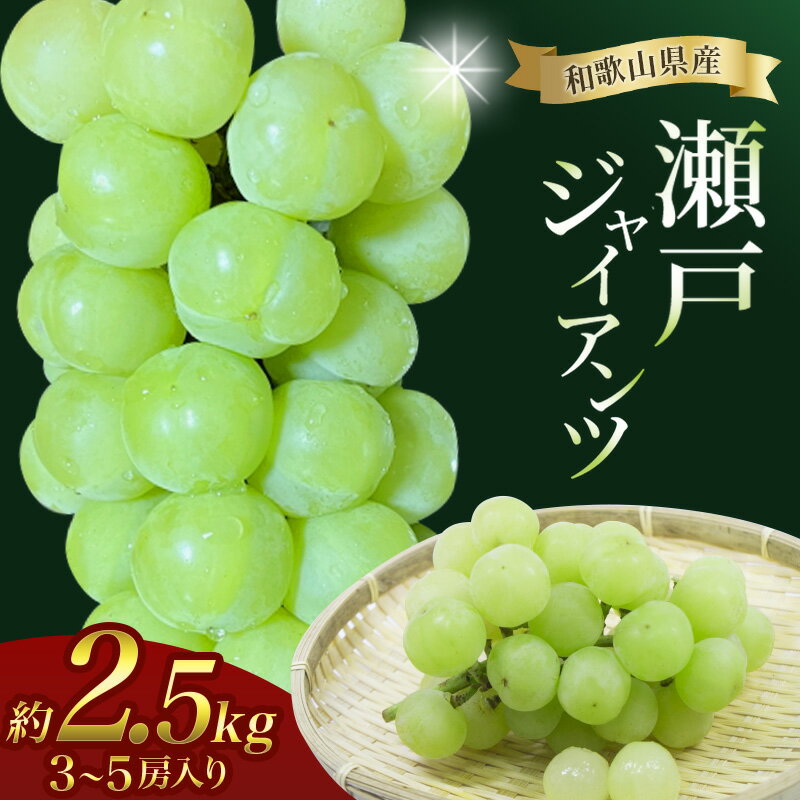 【ふるさと納税】 瀬戸ジャイアンツ 約 2.3kg ★数量限定・大人気★【2026年8月下旬～2026年9月上旬頃順次発送】/ 和歌山県 かつらぎ町 産地直送 マスカット ぶどう 葡萄 ジューシー 2026年【A236-frks132】
