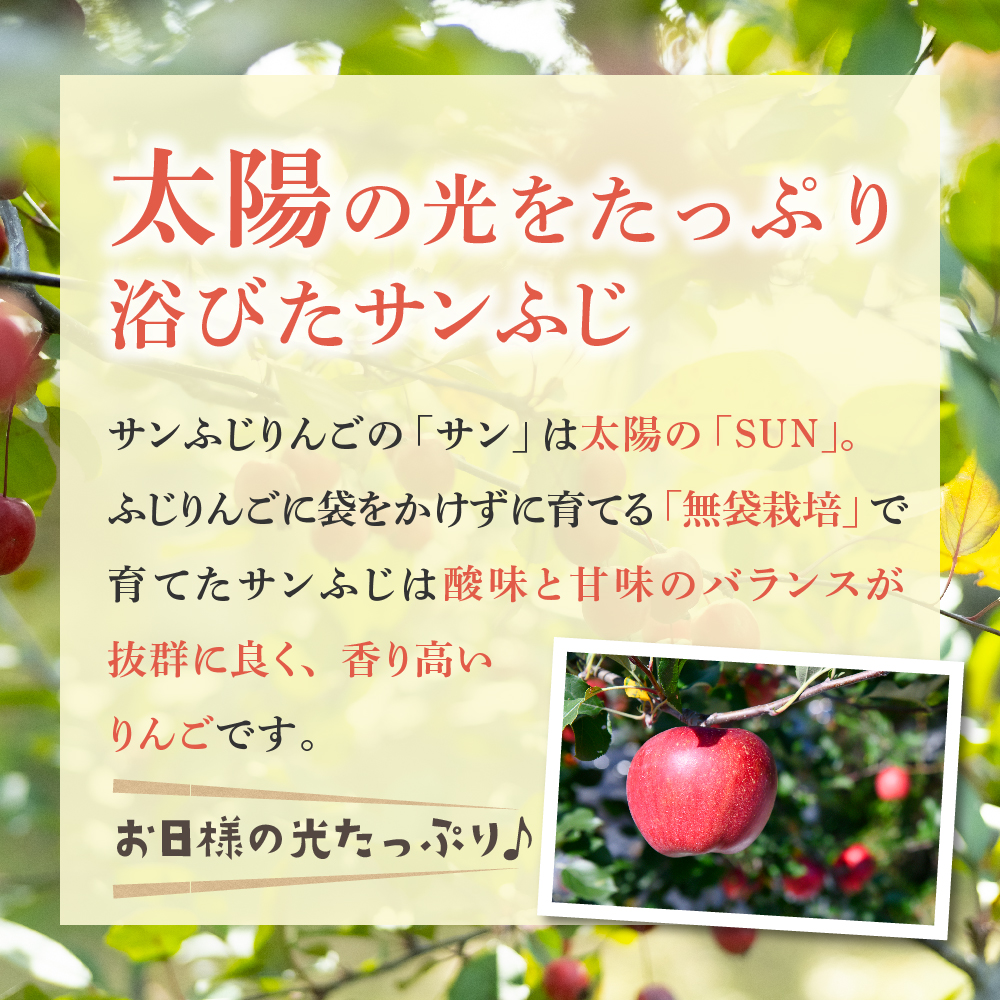 りんご 11月後半発送サンふじ 約 3kg 丸福 光センサー 選果 糖度13度以上 青森 リンゴ サンふじりんご 先行予約