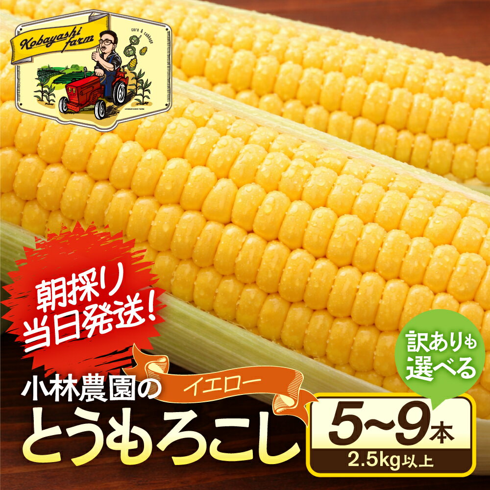 【ふるさと納税】＜先行予約＞ 朝採り当日発送！ とうもろこし イエロー系 訳ありも選べる 5本～9本 訳あり イエロー バイカラー ゴールドラッシュ ドルチェドリーム 冷蔵 糖度 甘い 田原市 トウモロコシ コーン おやつ スイーツ コーンスープ 事前予約 夏 初夏 野菜