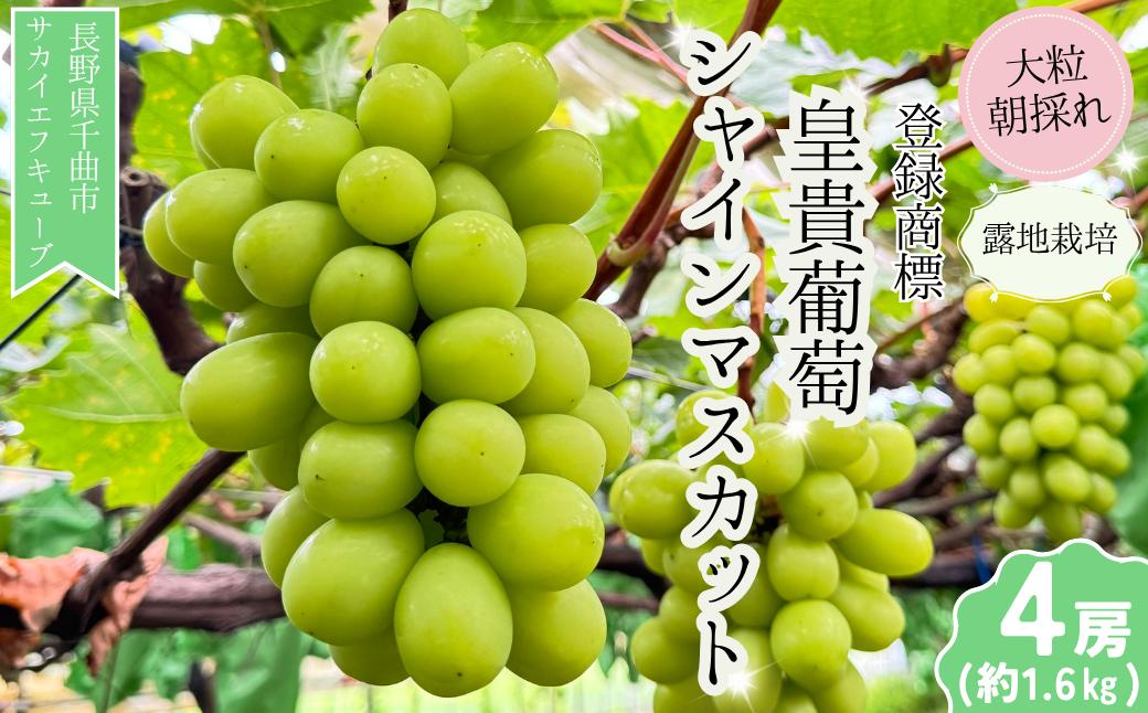 
            【2026年先行予約】シャインマスカット 露地栽培 秀品(特大粒) 4房入り(約1.6kg)｜ ぶどう 葡萄 白ぶどう 種無し 種なし 皮ごと 千曲市 長野県産 信州
          