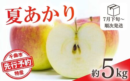 【2025年先行予約】りんご 夏あかり(長野県オリジナル品種) 約5kg｜ りんご りんご りんご りんご りんご