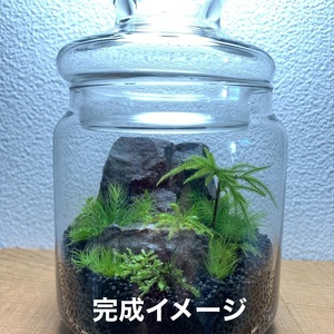 123-15　こけ専門農家直送!!苔テラリウムスターターキット