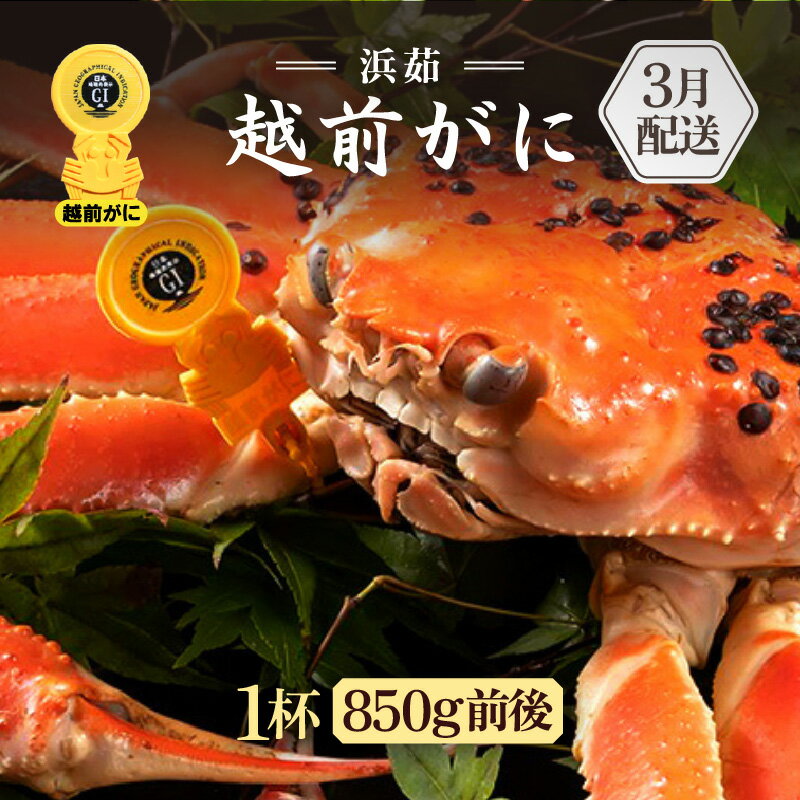 【ふるさと納税】≪浜茹で≫越前がに 1杯（生で1杯850g前後）大人約2人前 食べ応え充分【雄 ズワイガニ かに カニ 蟹 越前ガニ 姿 ボイル 冷蔵 福井県】【3月発送分】希望日指定可 備考欄に希望日をご記入ください [e65-x004_03]
