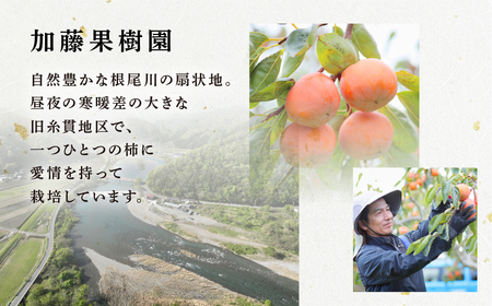 《柿の王様》加藤果樹園 のフレッシュパック富有柿2Lサイズ12個入り 低温熟成 12月下旬～1月下旬発送予定 [0783]