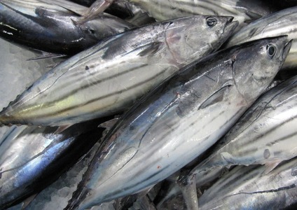 【かつお】鮮度抜群 かつおたたき 1kg